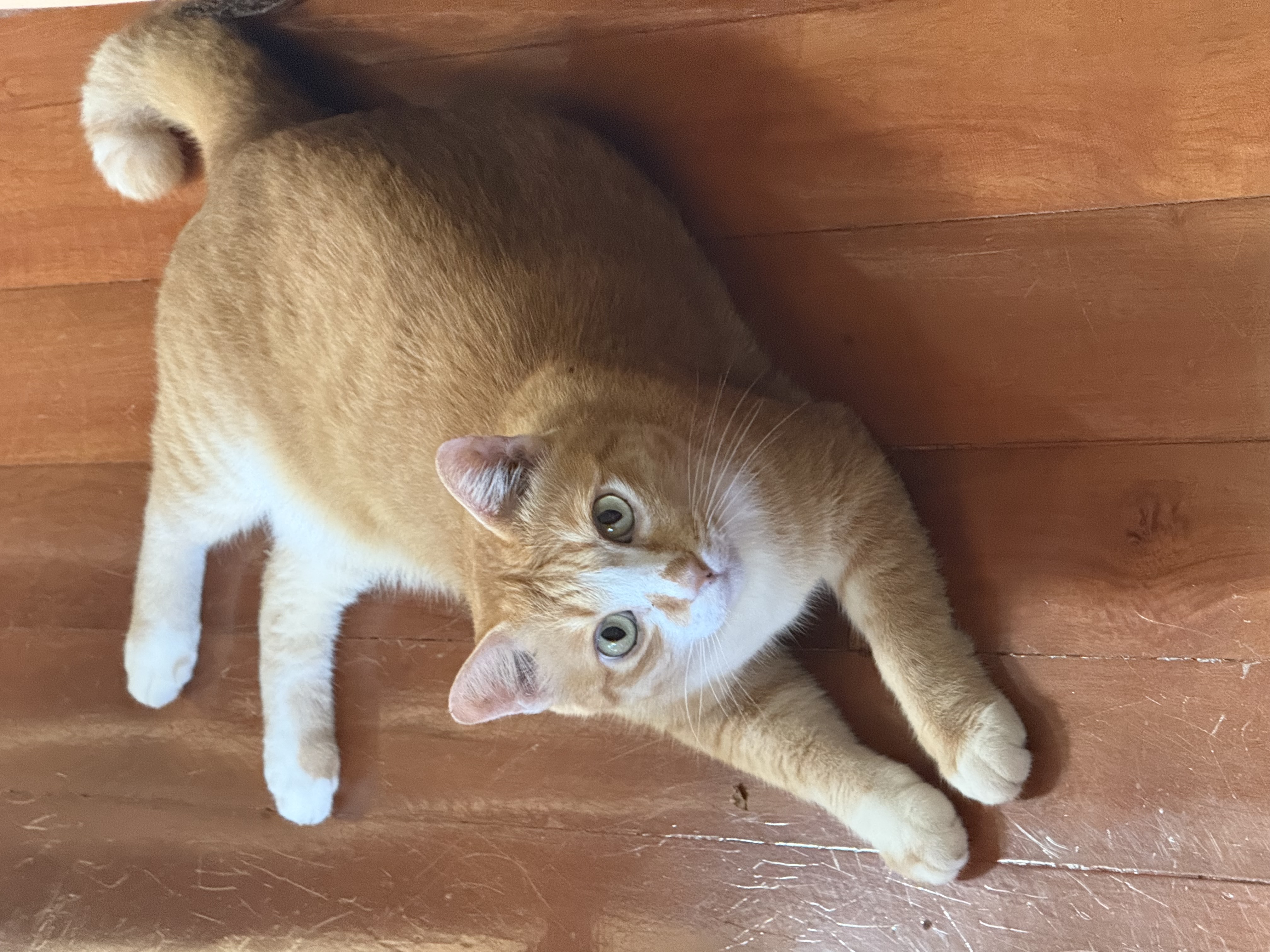 Haku the cat